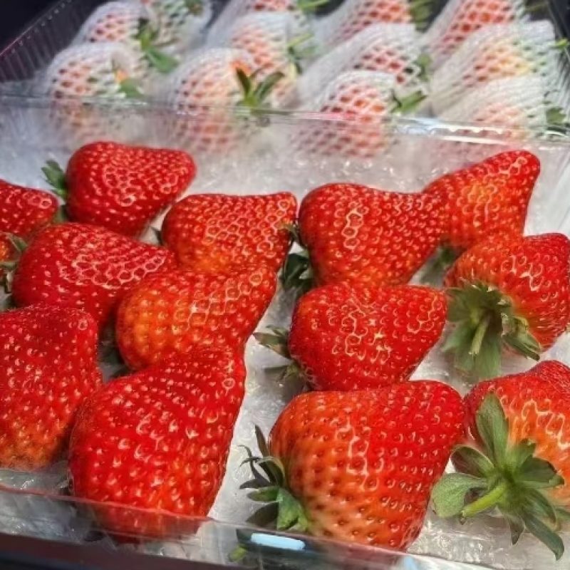 丹东大个头草莓
