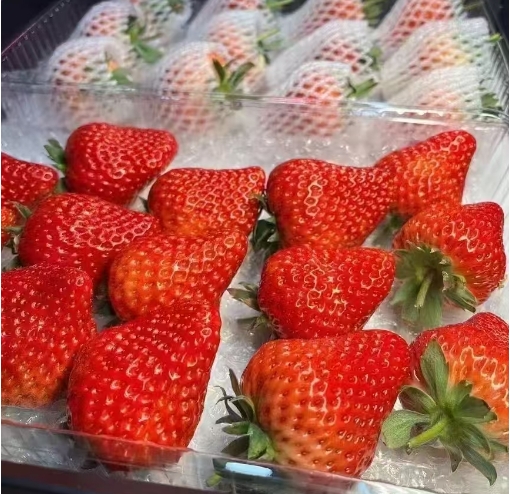 丹东大个头草莓
