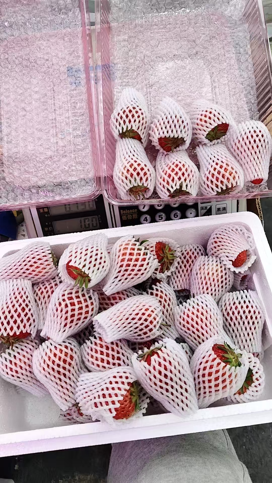 丹东大个头草莓